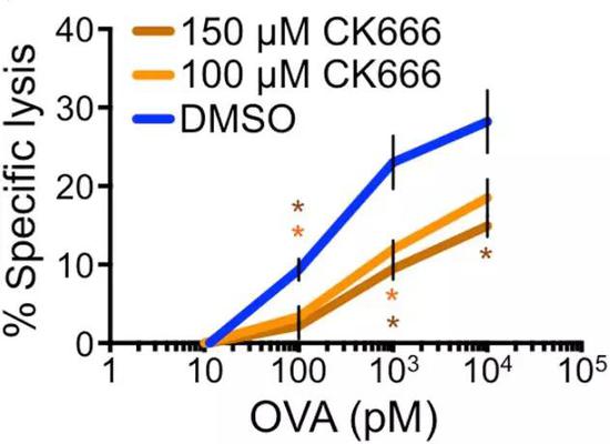 CK666作用下，T细胞对靶细胞裂解能力明显下降